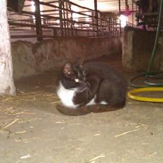 Blanding af racer Vinters James