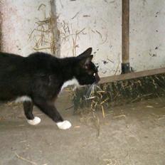 Blanding af racer Vinters James