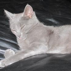 Huskat Smilla (lille fis)
