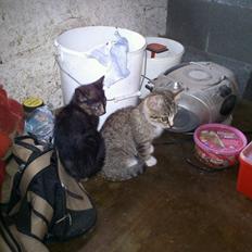 Blanding af racer Puma