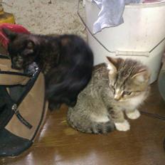 Blanding af racer Puma