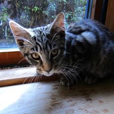 Huskat /Maine coon - Mille <3