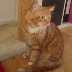 Maine Coon Kasmir