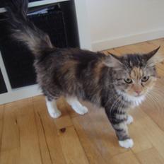 Maine Coon Prima Donna