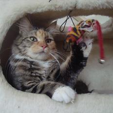 Maine Coon Prima Donna