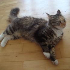 Maine Coon Prima Donna