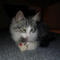 Norsk Skovkat Librians Skade