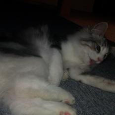 Norsk Skovkat Librians Skade