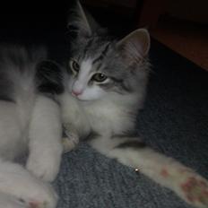 Norsk Skovkat Librians Skade