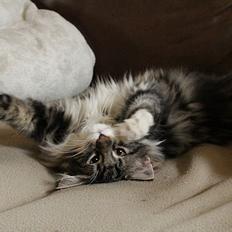 Norsk Skovkat Glossy Lily av Skandikatt