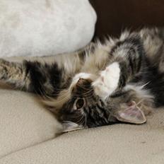 Norsk Skovkat Glossy Lily av Skandikatt