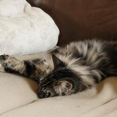 Norsk Skovkat Glossy Lily av Skandikatt