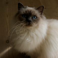 Hellig Birma Nuance´s Killing me softly (Luna)