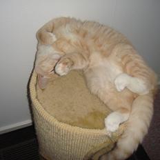 Norsk Skovkat Bailey