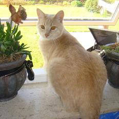 Norsk Skovkat Bailey