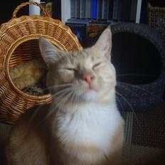 Norsk Skovkat Bailey