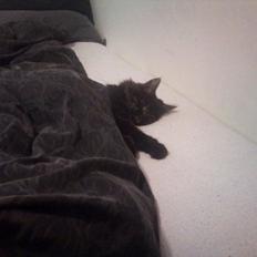 Maine Coon Razor/ mush