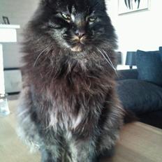 Maine Coon Razor/ mush