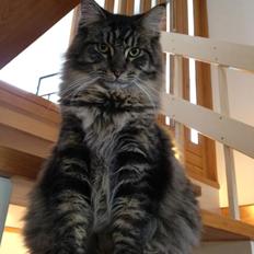 Maine Coon Basse