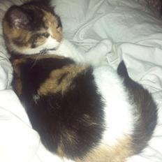 Blanding af racer Freja