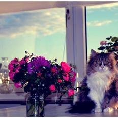 Blanding af racer Missi EFTERLYST