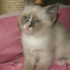 Ragdoll Princess #HIMMELENS STJERNE# R.I.P