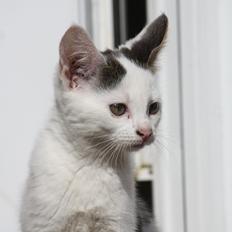 Blanding af racer ZOEY