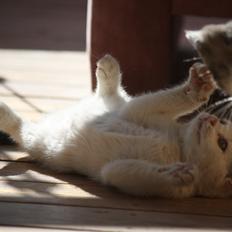 Blanding af racer ZOEY