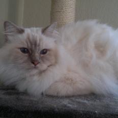 Hellig Birma Silver Fang Song Hio