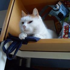 Huskat Sofus (Sofus tasten) !<3