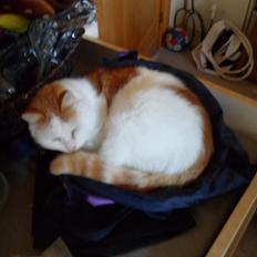 Huskat Sofus (Sofus tasten) !<3