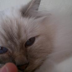 Hellig Birma Silver Fang Song Hio