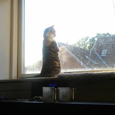 Blanding af racer Cirkeline (Snutti)