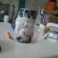 Huskat Nelson von Bøllemis