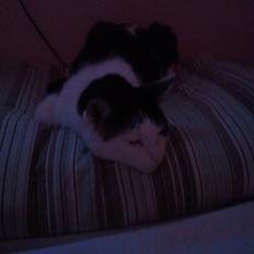 Huskat Nelson von Bøllemis