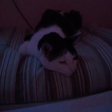 Huskat Nelson von Bøllemis