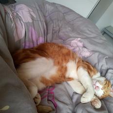 Huskat Garfield - R.I.P