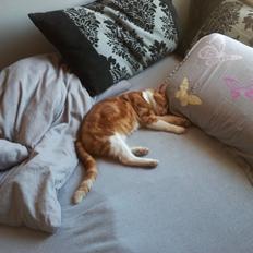 Huskat Garfield - R.I.P