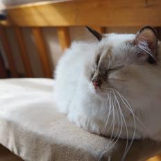 Hellig Birma Pimasano's Coco