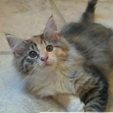Maine Coon Fnuggi Tidl. kat