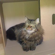 Blanding af racer Johnson