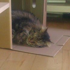 Blanding af racer Johnson