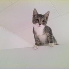 Blanding af racer grå