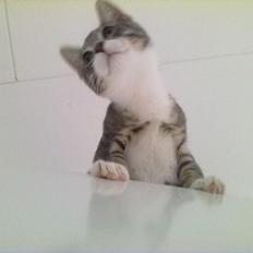 Blanding af racer grå