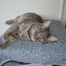 Huskat Sölvi Hittemis