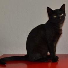 Huskat Cleo Hittemis