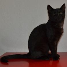 Huskat Cleo Hittemis