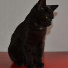 Huskat Cleo Hittemis