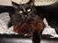 Maine Coon Erling