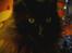 Maine Coon Erling